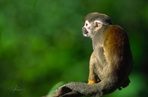 Monkey on a tree branch